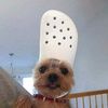 catphillippe52